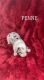 Corgi Puppies for sale in St Clair Shores, MI, USA. price: $1,000