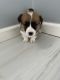 Corgi Puppies for sale in Philadelphia, PA, USA. price: $2,000