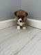 Corgi Puppies for sale in Philadelphia, PA, USA. price: $2,000