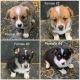 Corgi Puppies for sale in Dawson Creek, BC, Canada. price: NA