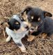 Corgi Puppies for sale in San Leandro, CA, USA. price: NA