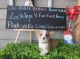 Corgi Puppies for sale in Beggs, OK, USA. price: $1,500