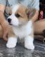 Corgi Puppies for sale in Houston, TX 77003, USA. price: NA