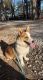Corgi Puppies for sale in Jasper, AR 72641, USA. price: $700
