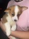 Corgi Puppies for sale in Pearland, TX 77584, USA. price: NA