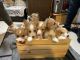 Corgi Puppies for sale in Kendall, FL, USA. price: NA
