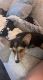 Corgi Puppies for sale in Olathe, KS, USA. price: NA