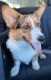 Corgi Puppies for sale in San Pedro, CA 90732, USA. price: $600