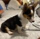 Corgi Puppies for sale in Fort Wayne, IN, USA. price: NA