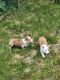 Corgi Puppies for sale in East Stroudsburg, PA 18301, USA. price: NA
