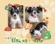 Corgi Puppies for sale in Spring Branch, TX 78070, USA. price: $75