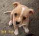 Corgi Puppies for sale in Federal Way, WA, USA. price: $400