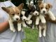 Corgi Puppies for sale in Akwesasne, NY 13655, USA. price: NA