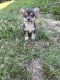 Corgi Puppies for sale in Benton, KY 42025, USA. price: NA