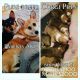 Corgi Puppies for sale in Mission Viejo, CA 92692, USA. price: $2,000