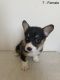 Corgi Puppies for sale in Tujunga, Los Angeles, CA, USA. price: $1,700