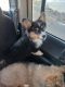 Corgi Puppies for sale in Grand Junction, CO, USA. price: NA