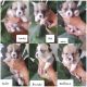 Corgi Puppies for sale in Portola Hills, CA 92679, USA. price: NA