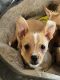 Corgi Puppies for sale in Federal Way, WA, USA. price: $400