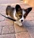 Corgi Puppies for sale in 1908 Mill Creek Rd, Jacksonville, FL 32211, USA. price: NA