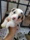 Corgi Puppies for sale in Saxon, WI 54559, USA. price: NA
