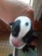 Corgi Puppies for sale in Kenyon, MN 55946, USA. price: $600