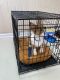 Corgi Puppies for sale in East Haven, CT, USA. price: $1,300