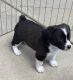 Corgi Puppies for sale in Saltsburg, PA 15681, USA. price: $400