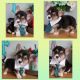 Corgi Puppies for sale in Marana, AZ, USA. price: $1,200