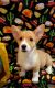 Corgi Puppies for sale in Lawton, OK 73501, USA. price: $600