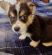 Corgi Puppies for sale in Tucson, AZ, USA. price: $1,000