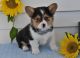 Corgi Puppies for sale in Nappanee, IN 46550, USA. price: $750