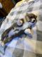 Corgi Puppies for sale in Hinton, OK 73047, USA. price: $700