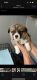 Corgi Puppies for sale in Hinton, OK 73047, USA. price: NA