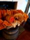 Corgi Puppies for sale in Newberry, SC 29108, USA. price: $500
