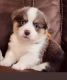 Corgi Puppies for sale in Delphi, IN 46923, USA. price: NA