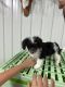 Corgi Puppies for sale in Denver, CO, USA. price: NA