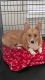 Corgi Puppies for sale in Pflugerville, TX 78660, USA. price: $1,200