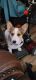 Corgi Puppies for sale in Houston, MS 38851, USA. price: $150