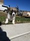 Corgi Puppies for sale in Kamas, UT 84036, USA. price: $900