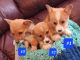Corgi Puppies for sale in Parma, ID 83660, USA. price: $800