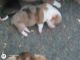 Corgi Puppies for sale in Princeton, MO 64673, USA. price: NA