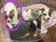 Corgi Puppies for sale in Gaylord, MI 49735, USA. price: $600