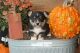 Corgi Puppies for sale in Ava, MO 65608, USA. price: NA