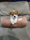 Corgi Puppies for sale in Dallas-Fort Worth Metropolitan Area, TX, USA. price: NA