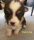 Corgi Puppies for sale in Phoenix, AZ, USA. price: NA