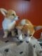 Corgi Puppies for sale in 3589 Rock Shelf Ln, Round Rock, TX 78681, USA. price: NA