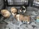 Corgi Puppies for sale in Grifton, NC, USA. price: $350