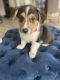 Corgi Puppies for sale in Wilmington, Los Angeles, CA, USA. price: $1,900