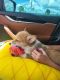 Corgi Puppies for sale in Oviedo, FL 32765, USA. price: $500